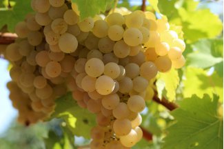 vino